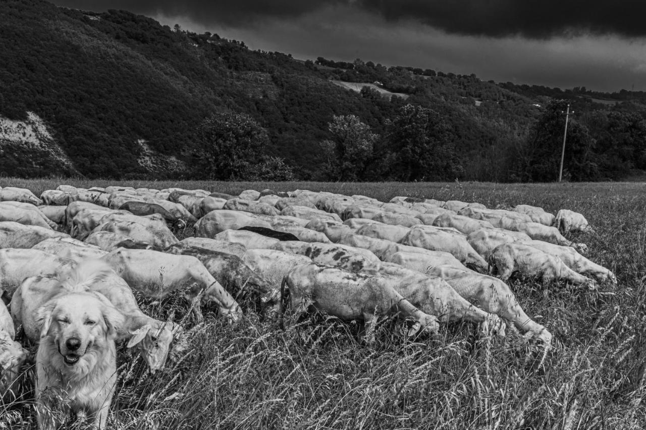 Penzion Tuttaterra Serra San Quirico Exteriér fotografie